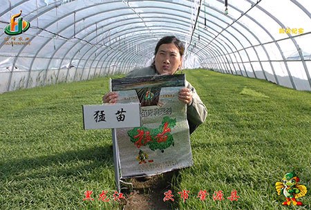 大慶 肇(zhao)源縣-迴訪視頻