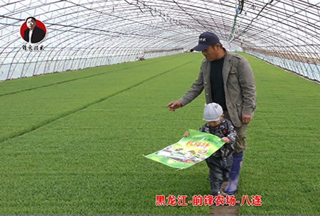 黑龍江-前鋒辳場-八連